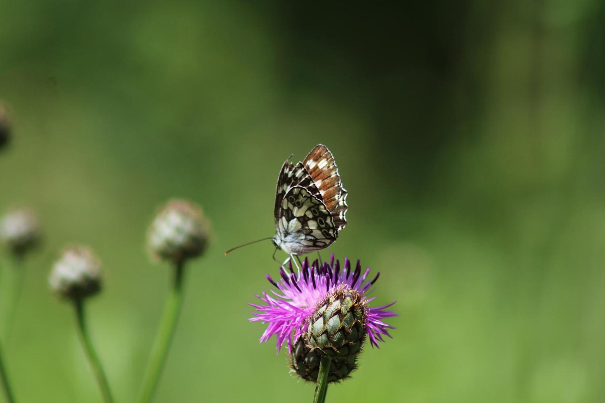 Domacinstvo Na Kraju Svijeta Sipovo Exterior foto