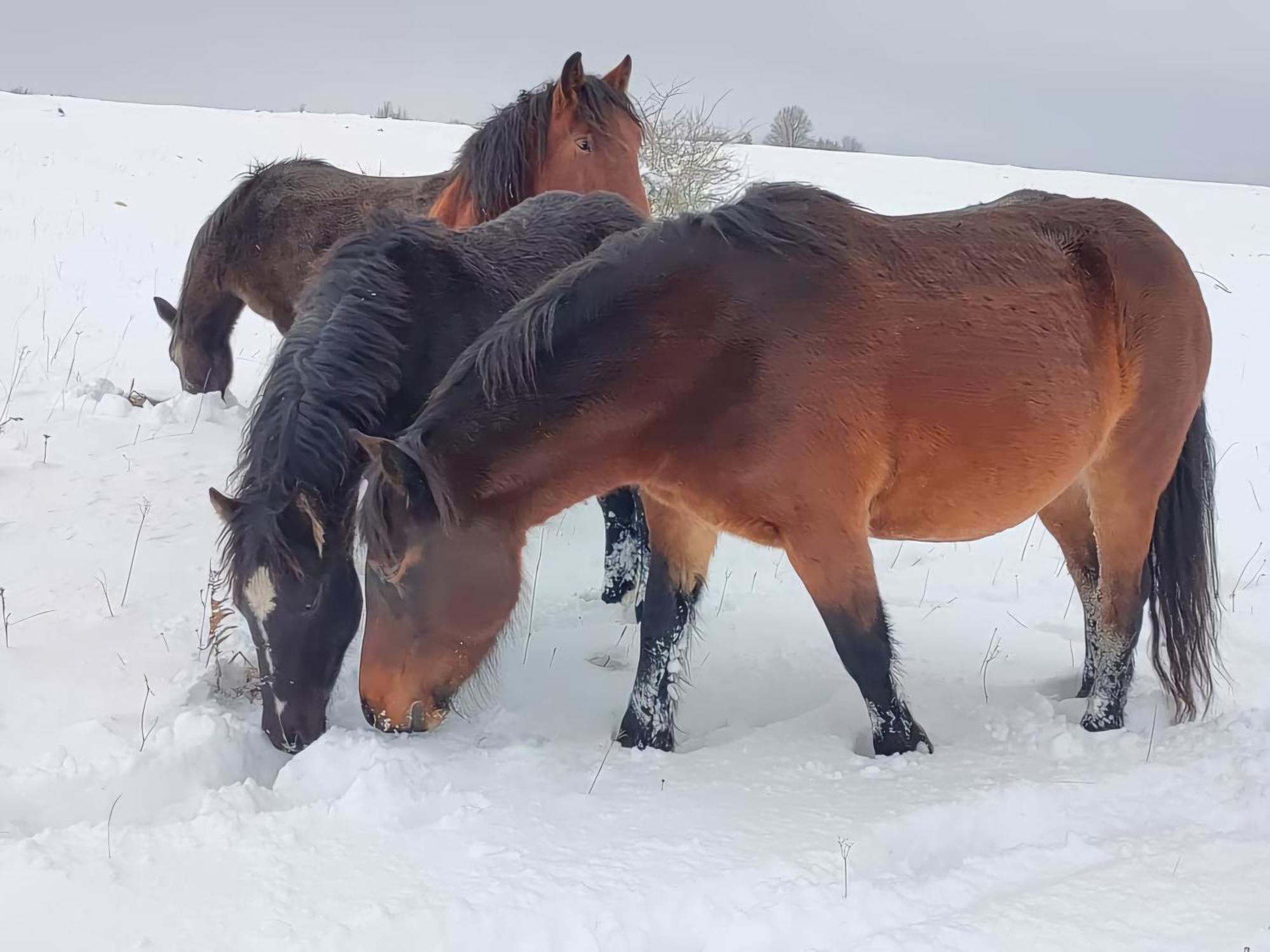 Domacinstvo Na Kraju Svijeta Sipovo Exterior foto